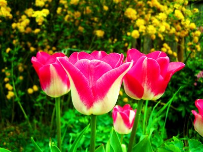 Garden spring pinkish-white