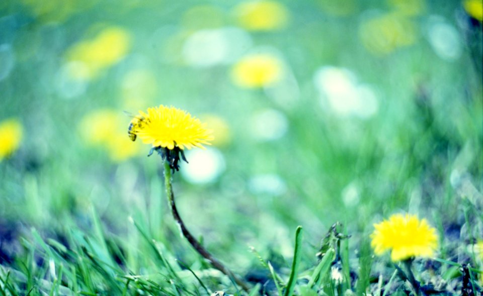 Praktica MTL 5 + Helios 44-2 2/58 - Dandelion with a Bee photo