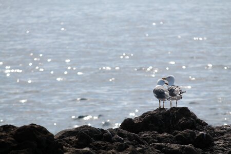 Romance seaside birds photo