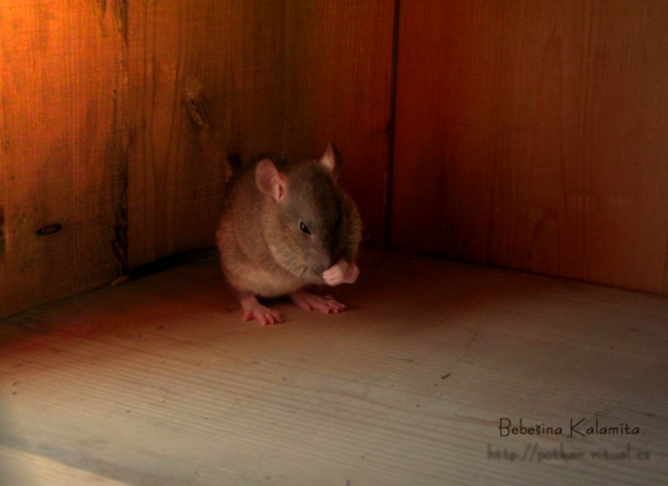 Fancy Rat Kalamita