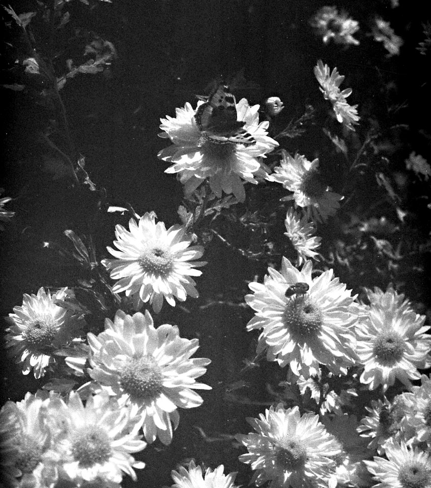 Praktica Super TL +  Helios 44-2 2/58 -  The Last Butterfly