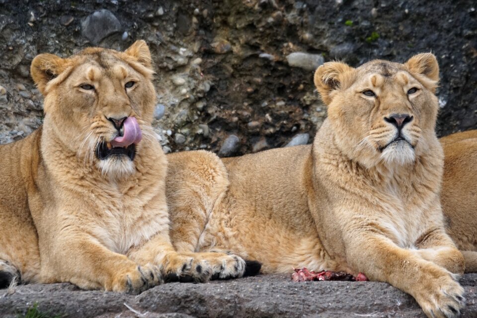 Lion female big cat photo