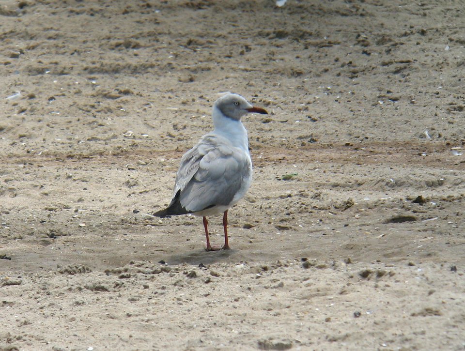 Gray-hooded Gull - Coney Island
