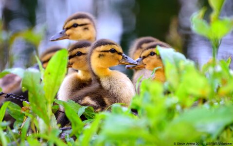 Nature wild cute