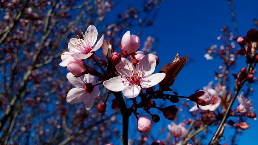 Tree flowering almond flowers