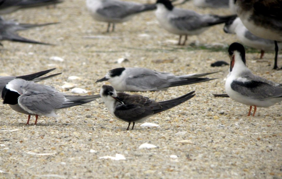 Black Tern - Sandy Hook