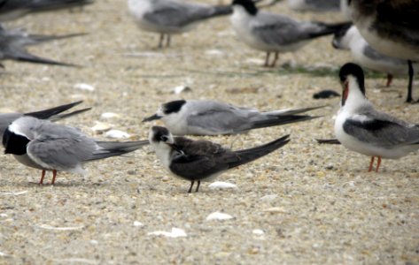 Black Tern - Sandy Hook photo
