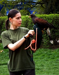 Girl with Harris's Hawk 3 photo