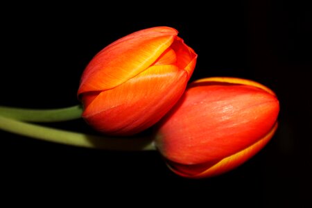 Flower petal blossom