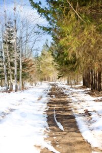 Country drive woods