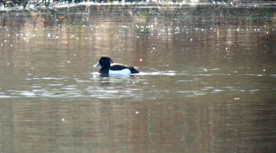 Tufted Duck - Parvin SP 4-13 photo