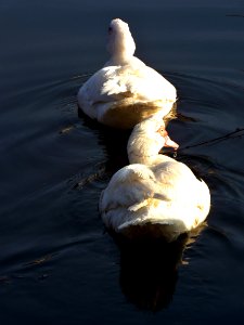 Ducks on the Pond