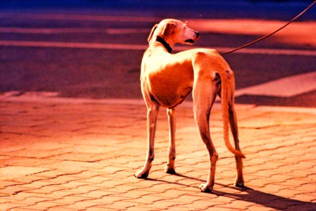 Praktica MTL 5 + Pentacon Electric 4/200 MC - Really Beutiful Dog 2