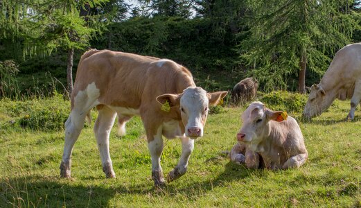 Cows alpine meadow agriculture photo