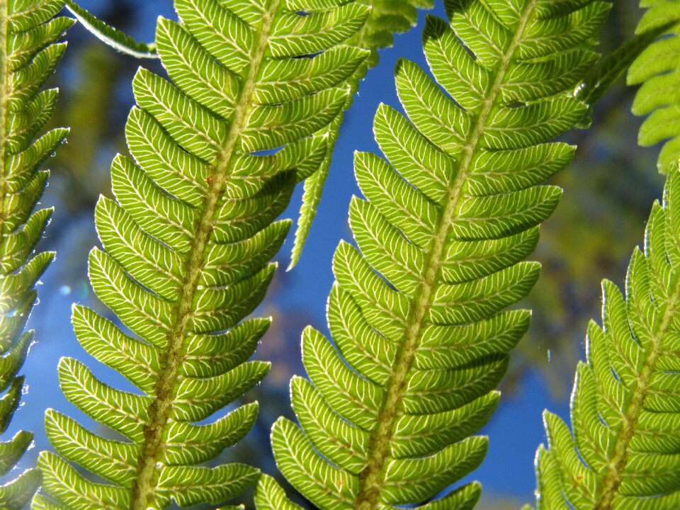 Nature leaf foliage
