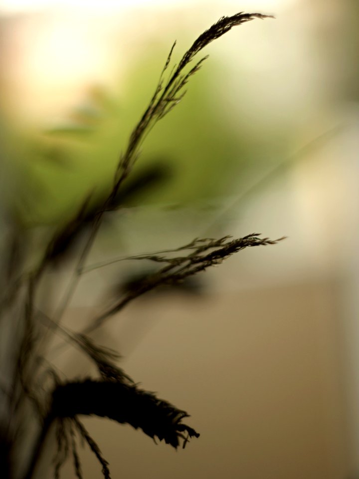 Sony Alpha A230 with Helios-44-2 - Melancholy