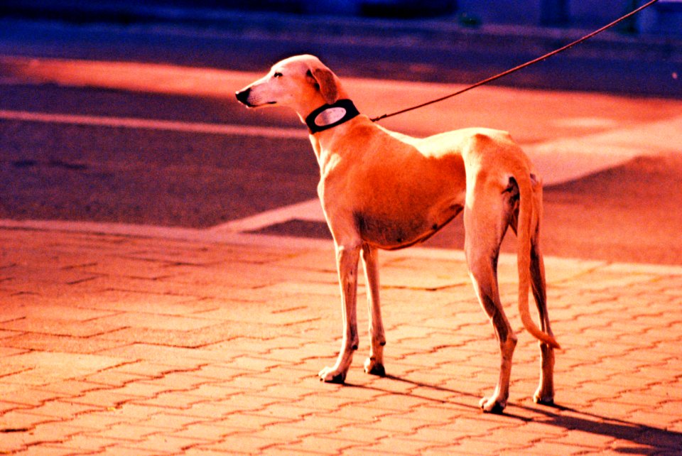 Praktica MTL 5 + Pentacon Electric 4/200 MC - Really Beutiful Dog 1