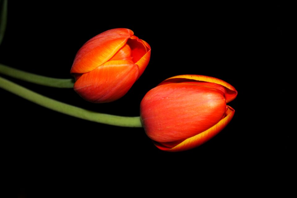 Flower petal blossom