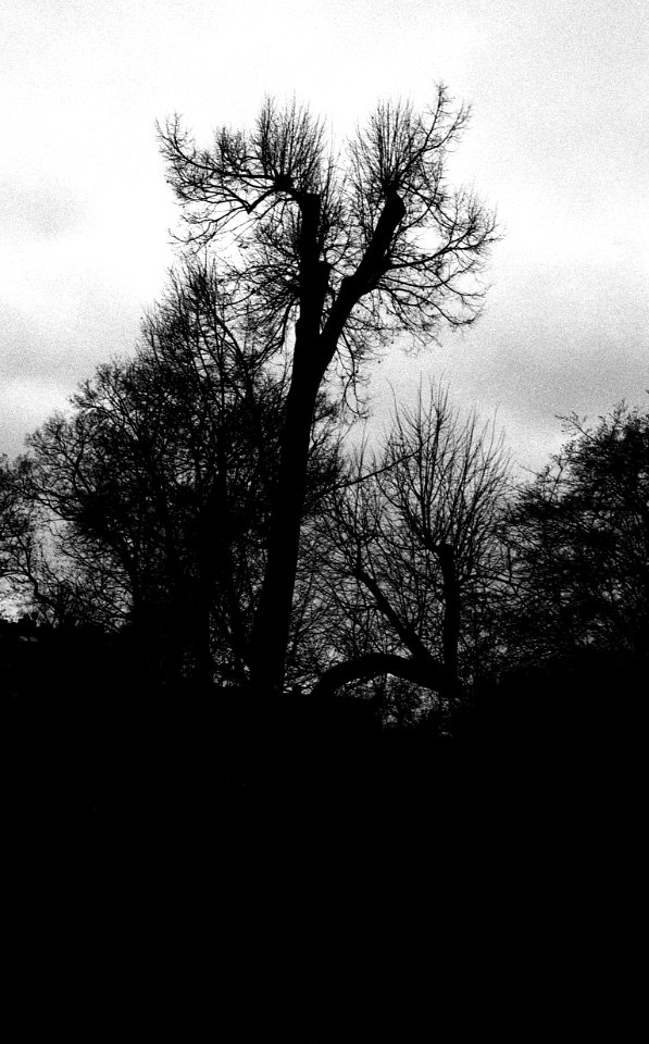 Canon Rebel XS - Winter Trees