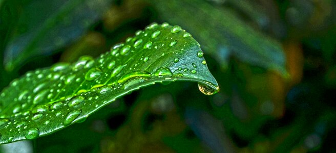 Wet water drops