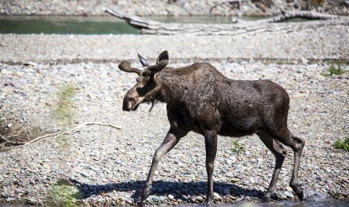 Nature male antlers