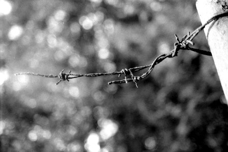 Praktica MTL5 + Industar-61 L/Z - Barbed Wire