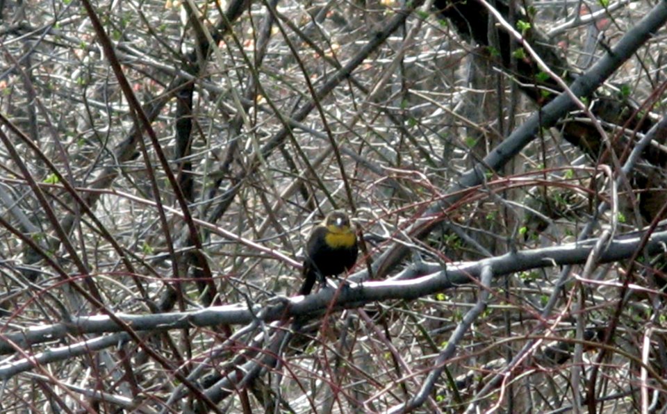 Yellow-headed Blackbird 2- Branch Brook Park - 4-9-14