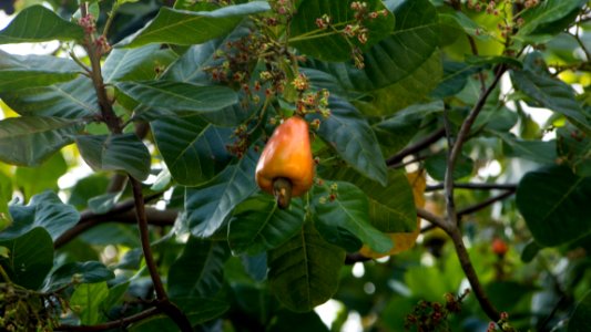 Dominique fruits de cajou
