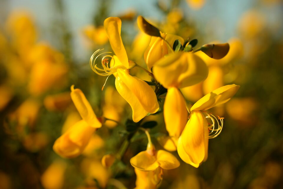 Bloom yellow spring