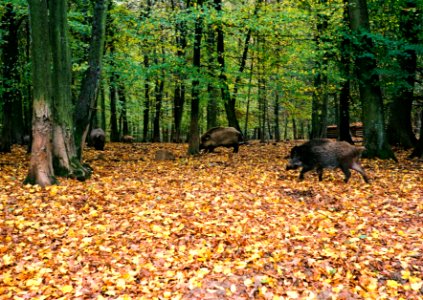 Kiev 4 + Jupiter-11 - Visit of Game Preserve in Kohoutovice