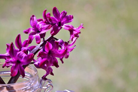 Violet glass decorative glass photo