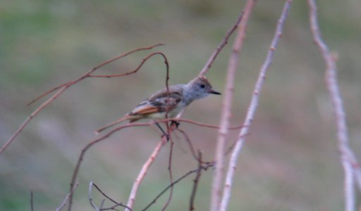 Ash-throated Flycatcher - Thompson Park-1 - 12-23-11
