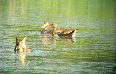 Black-bellied Whistling-Duck - Cape May 3