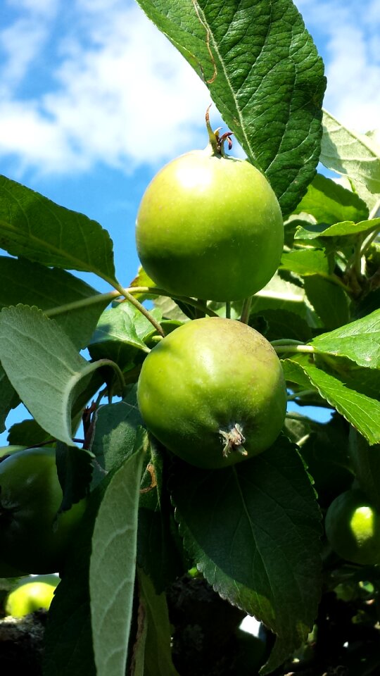 Tree apple fruit