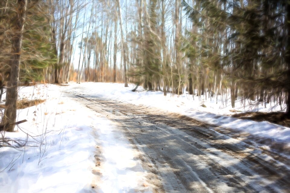 Country drive woods