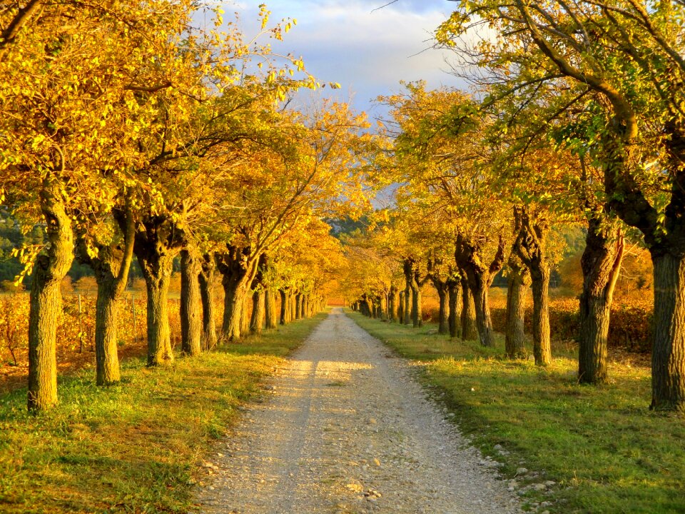 Nature landscape forest