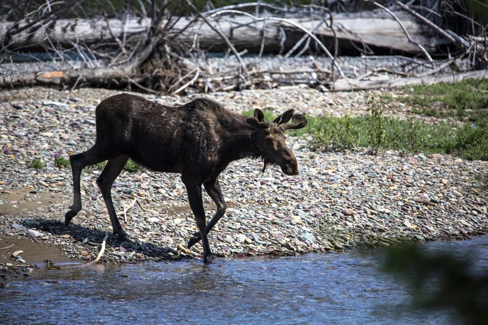 Nature male antlers