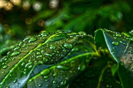 Wet water drops