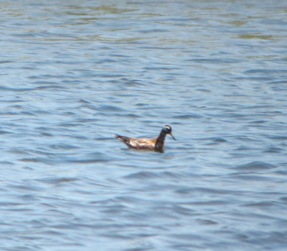 Red Phalarope - Brigantine NWR - 5-10-13
