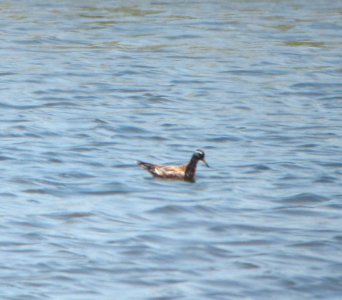 Red Phalarope - Brigantine NWR - 5-10-13
