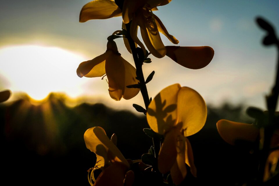 Sun shadow lichtspiel