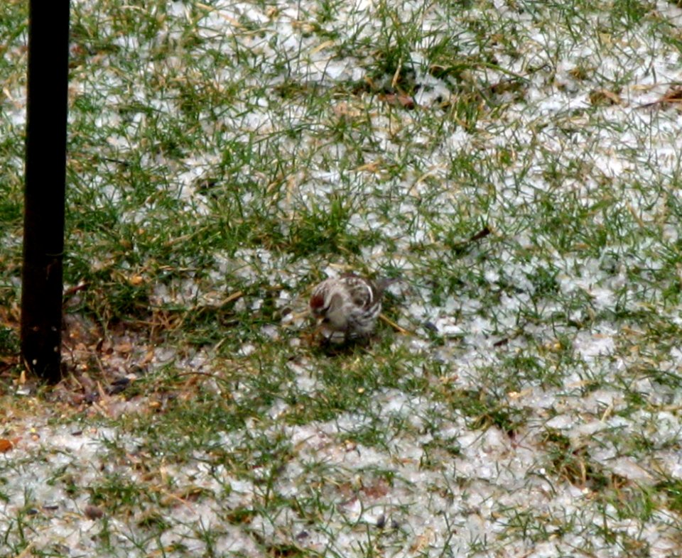 Common Redpoll 2 - home - 2-8-13