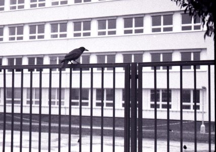 Praktica BC1 - Raven on the Fence