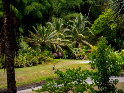 Madinina, jardin distillerie JM