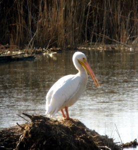 American White Pelican - Kearny Marsh 2-2-13