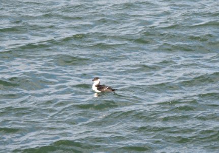 Razorbill - Manasquan Inlet - 2-6-2013