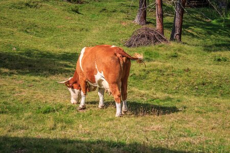 Cattle animal cows photo