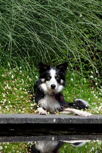 Summer nice weather the water dog