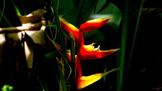 Dominique Heliconia2
