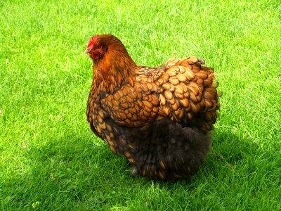 Brown hen home fowl poultry photo